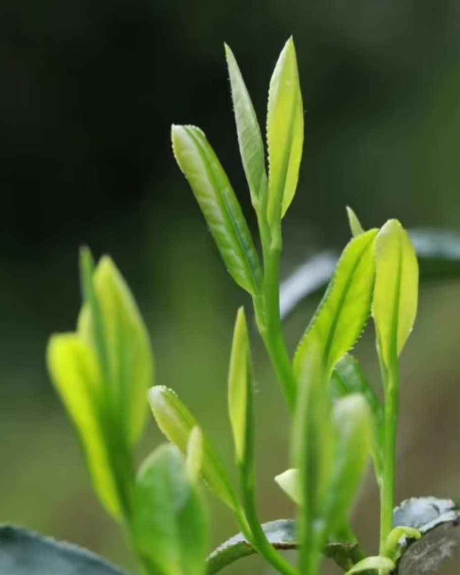 Snapped Pine · Sōng Zhé · 松折