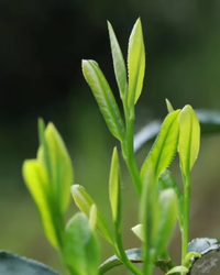 Snapped Pine · Sōng Zhé · 松折