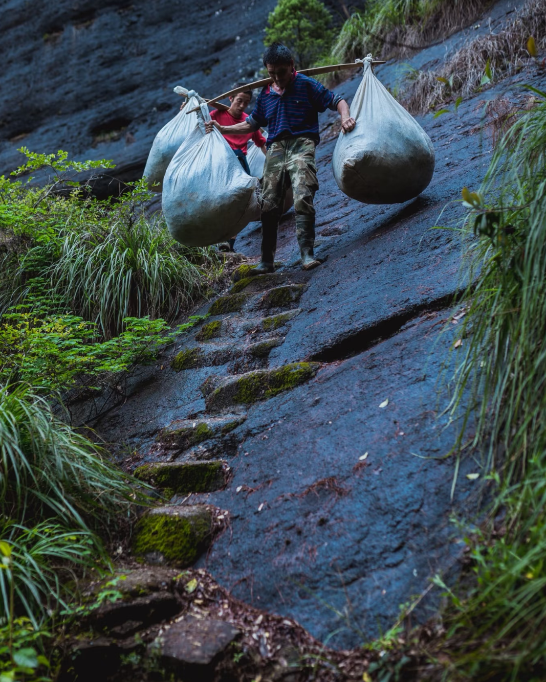 Snapped Pine · Sōng Zhé · 松折