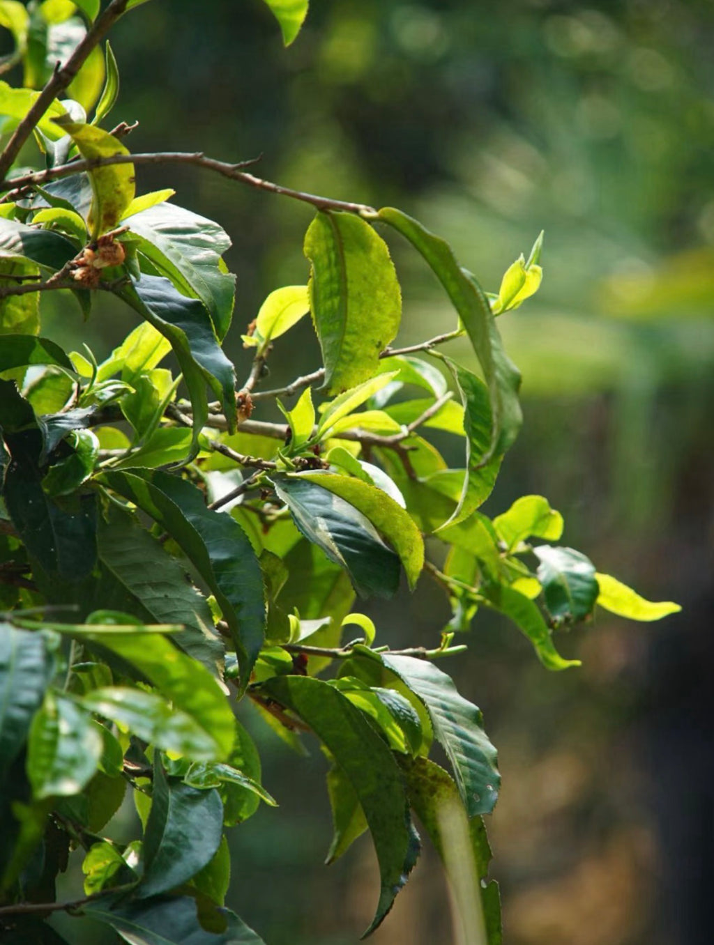 tanned red tea tree