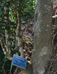 tanned red tea tree marked with protection shield