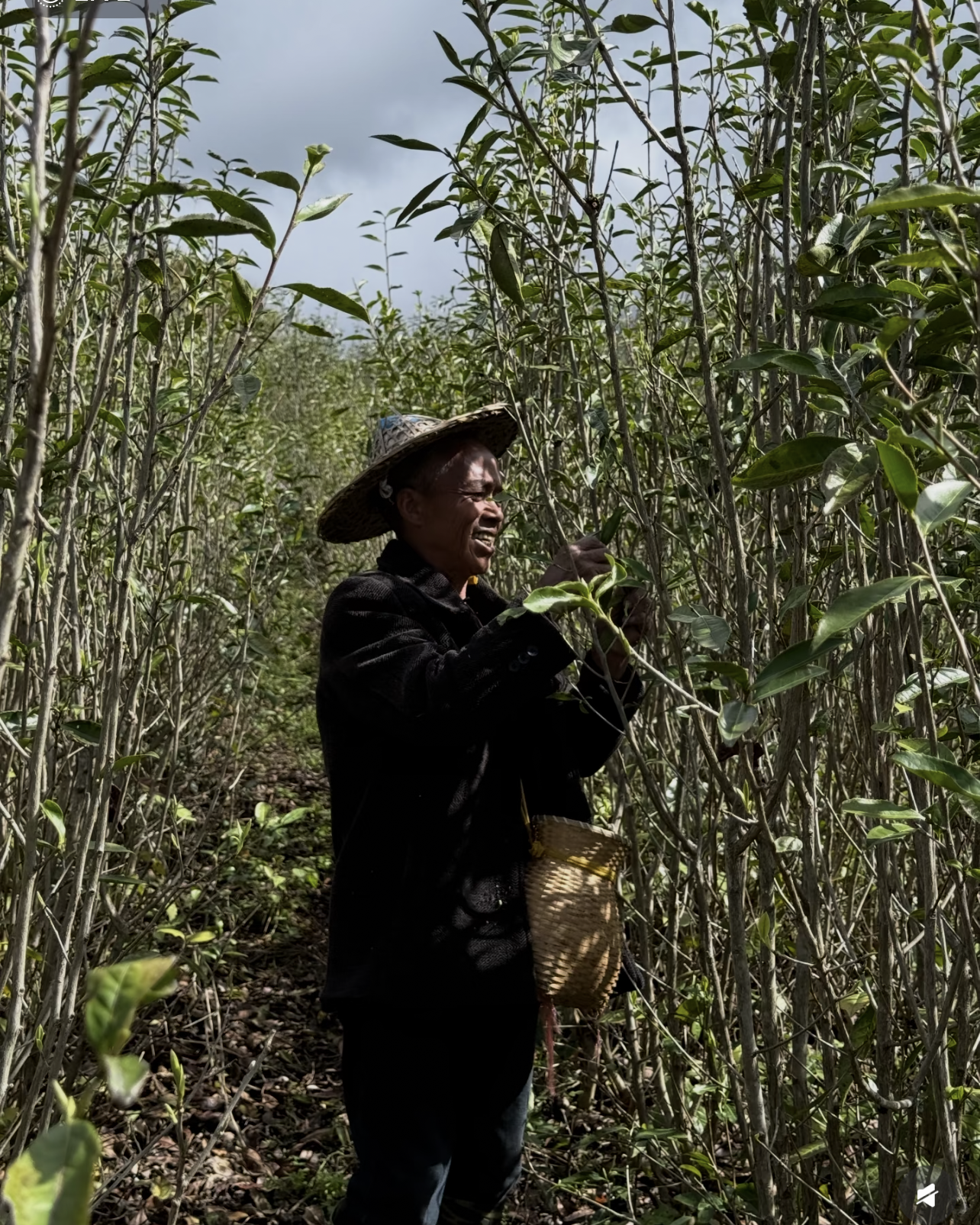 Wild White · Yě Xiǎo Bái · 野小白