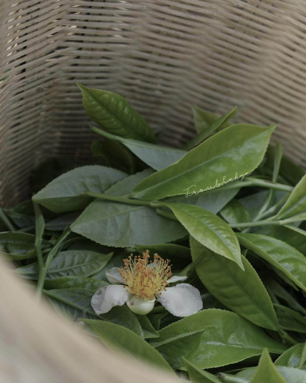 Xi Gui Raw Pu-erh · Xī Guī · 昔归