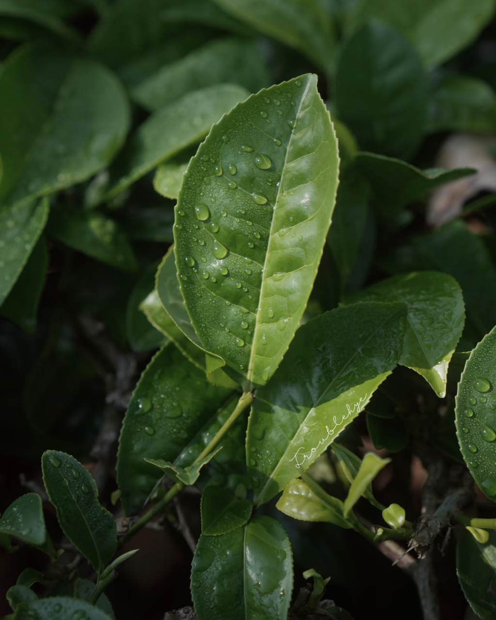 Xi Gui Raw Pu-erh · Xī Guī · 昔归