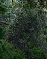 Xi Gui Raw Pu-erh · Xī Guī · 昔归