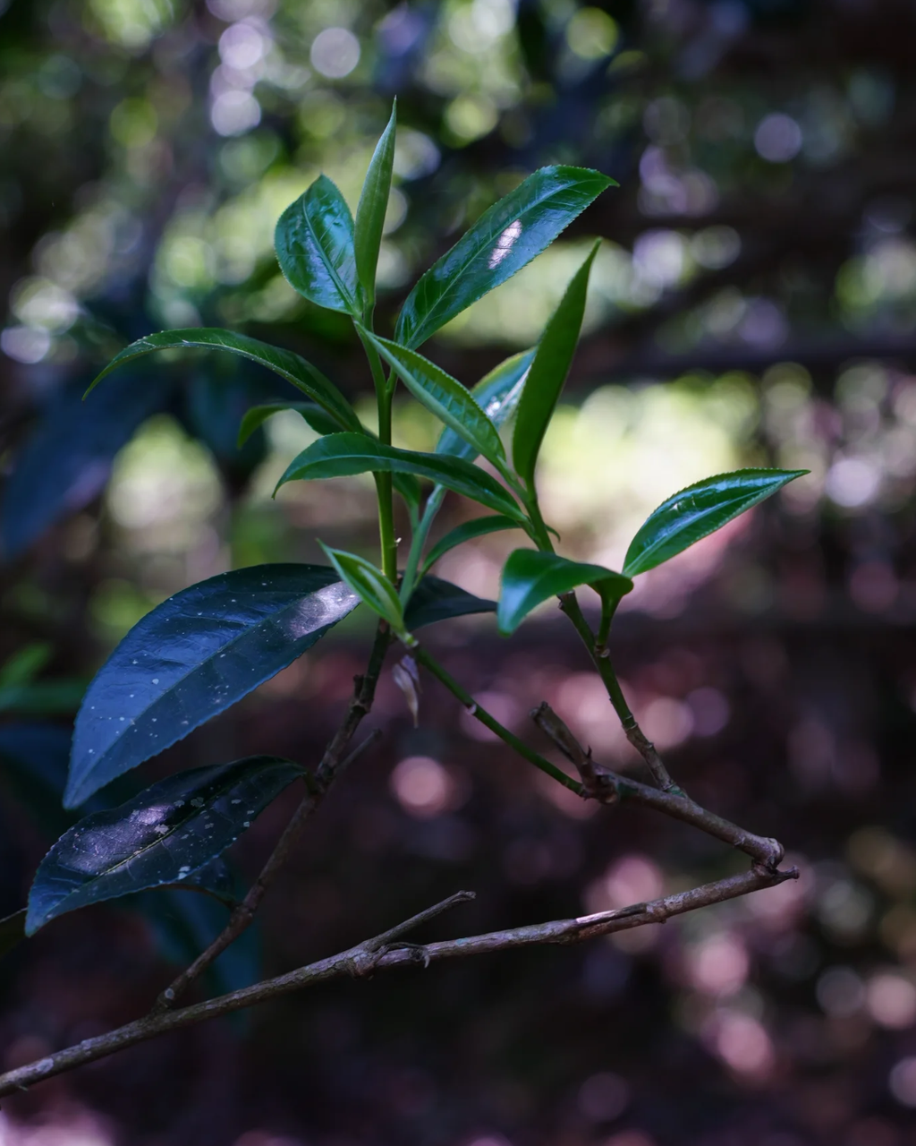 Xi Gui Raw Pu-erh · Xī Guī · 昔归