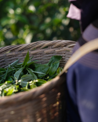 Xi Gui Raw Pu-erh · Xī Guī · 昔归