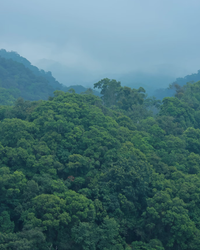 Yi Wu Ripe Pu-erh · Yì Wǔ Shú Pǔ'ěr · 易武熟普洱