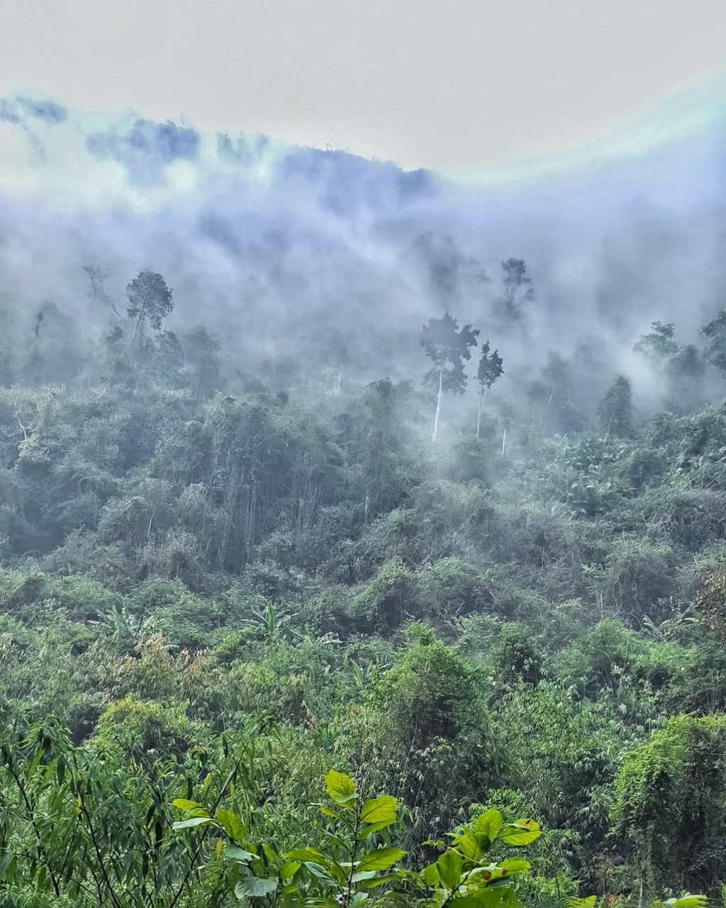 Yi Wu Ripe Pu-erh · Yì Wǔ Shú Pǔ'ěr · 易武熟普洱