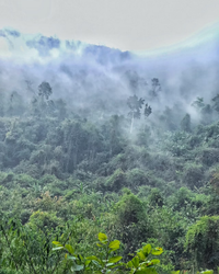 Yi Wu Ripe Pu-erh · Yì Wǔ Shú Pǔ'ěr · 易武熟普洱