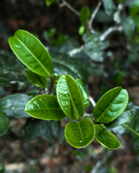 Yi Wu Ripe Pu-erh · Yì Wǔ Shú Pǔ'ěr · 易武熟普洱