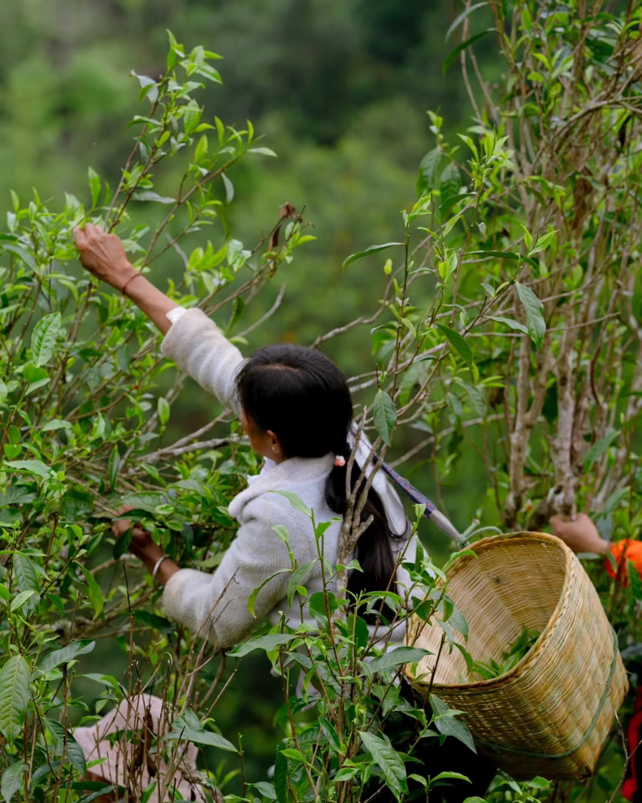 Yi Wu Ripe Pu-erh · Yì Wǔ Shú Pǔ'ěr · 易武熟普洱