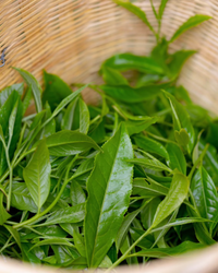 Yi Wu Ripe Pu-erh · Yì Wǔ Shú Pǔ'ěr · 易武熟普洱