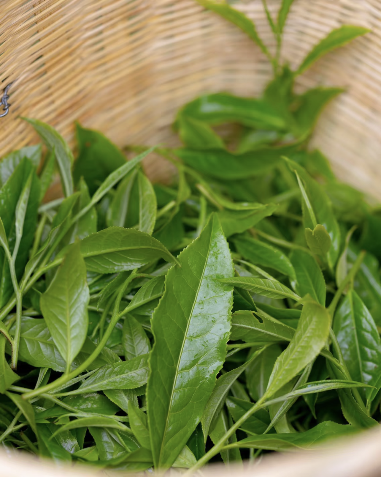 Yi Wu Ripe Pu-erh · Yì Wǔ Shú Pǔ'ěr · 易武熟普洱