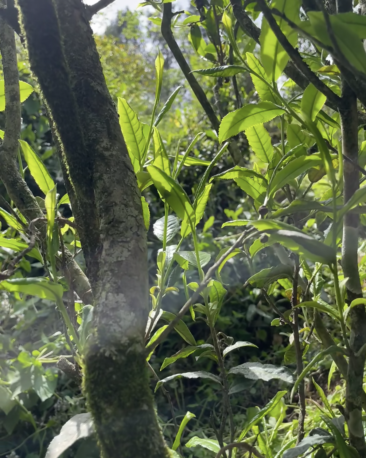 Lapsang Souchong · Zhèngshān Xiǎozhǒng · 正山小种